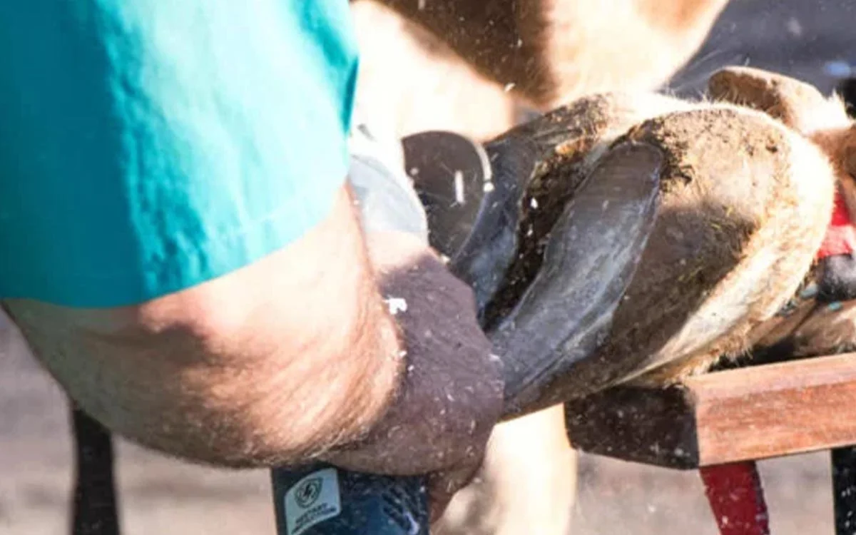 Corrective hoof trimming