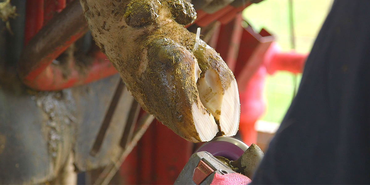 Seasonal hoof care considerations for Eau Claire area herds