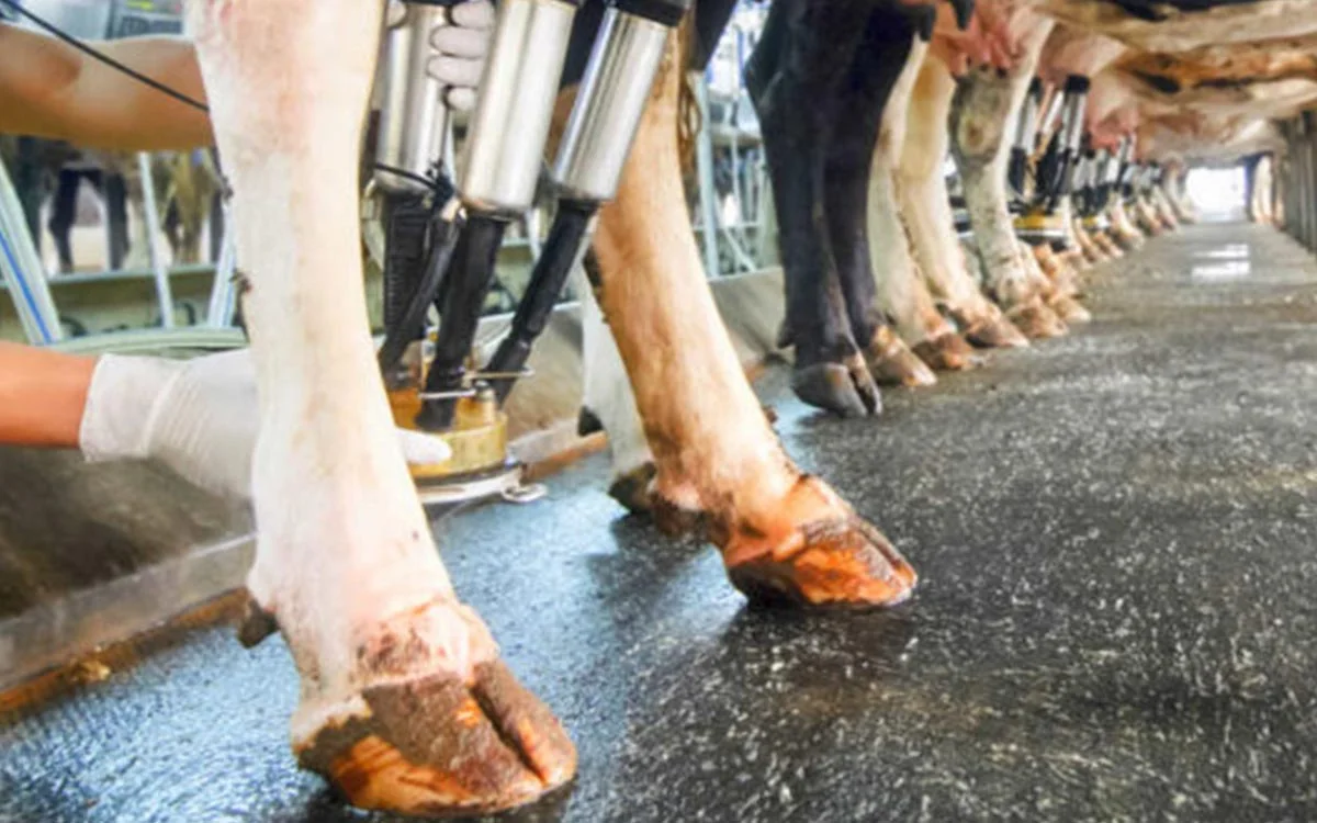 Emergency lameness service