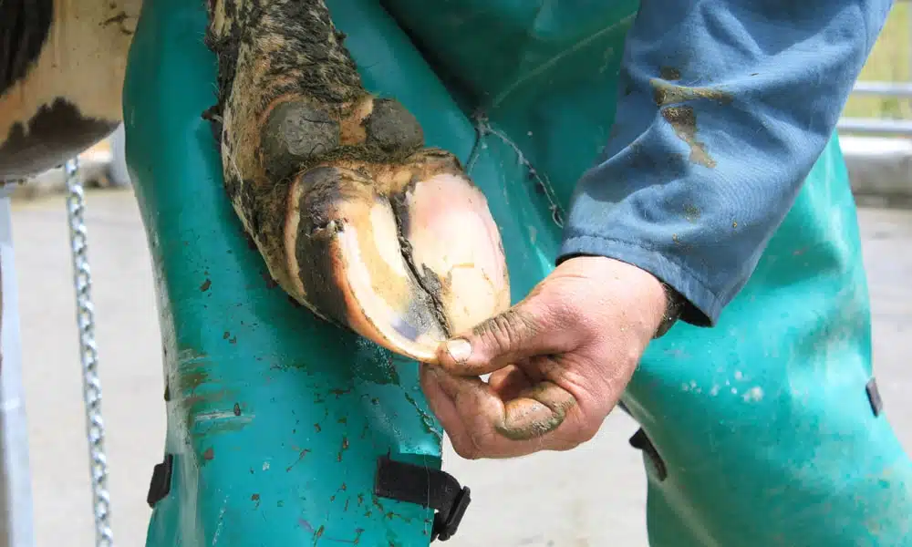 Preventative hoof trimming
