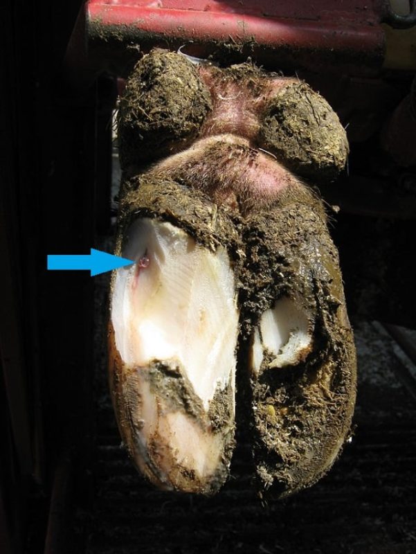Professional cattle hoof trimming in Eau Claire